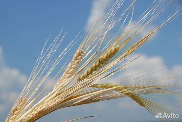 Продам Пшеницу