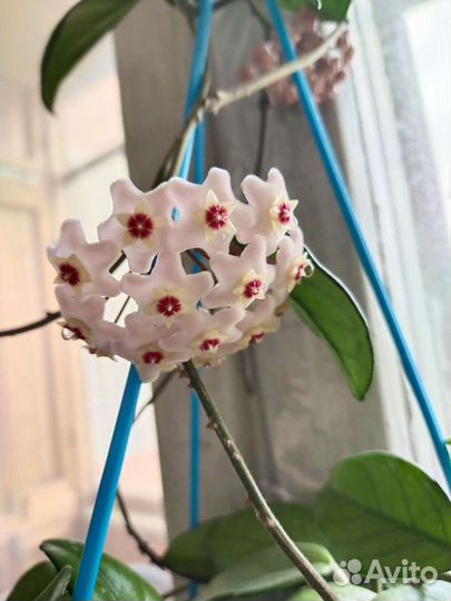 Хойя черенки