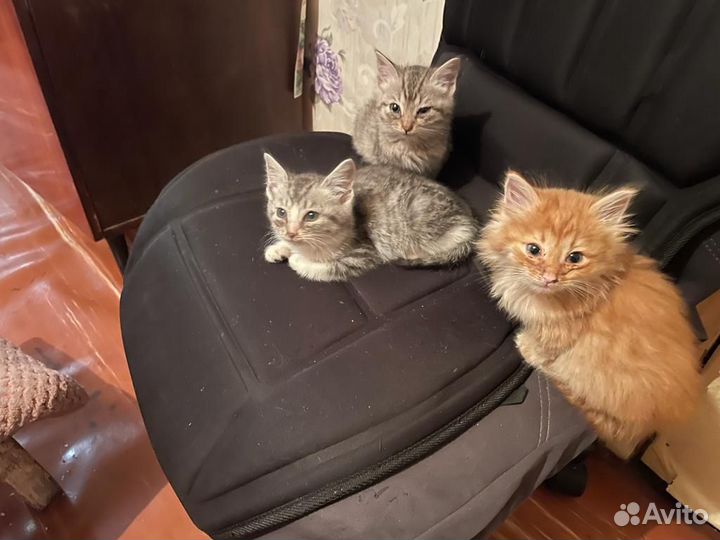 Котята в добрые руки