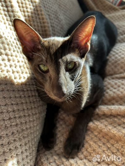 Ориентальный кот вязка