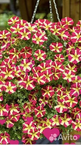 Кашпо ампельной петунии купить в Арпачине | Товары для дома и дачи | Авито