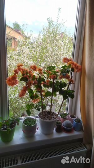 Бугенвиллия сортовая