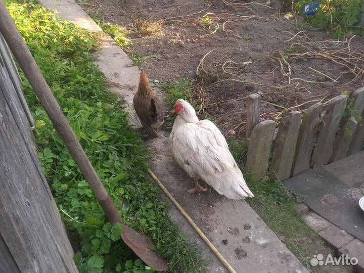 Молодые петухи