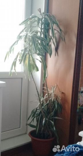 Пальма драцена