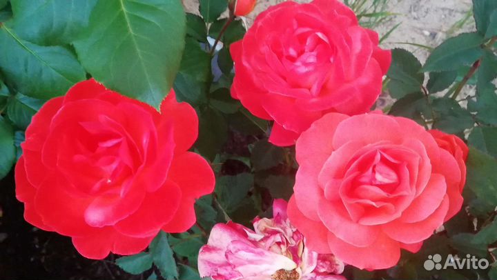 Розы цветы в букет срезка