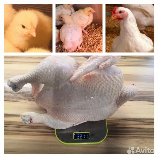 Инкубационное яйцо