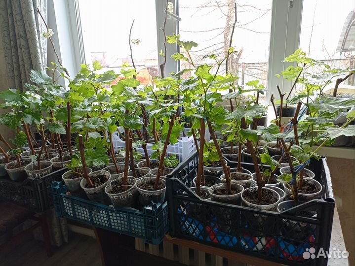 Саженцы винограда