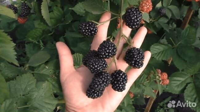 Ежевика бесшипная - Тройная корона, Полар