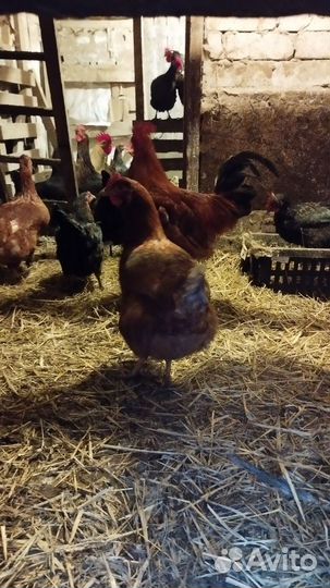 Яйца на инкубацию