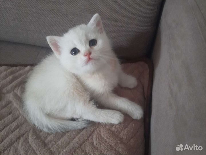 Золотая шиншилла