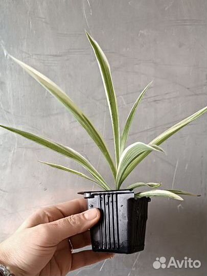 Хлорофитрум