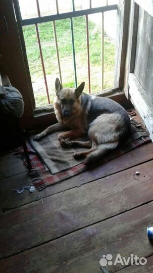 Немецкая овчарка