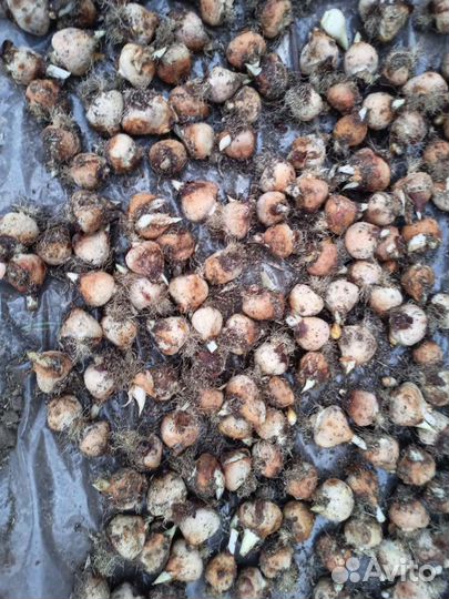 Луковицы тюльпанов после выгонки