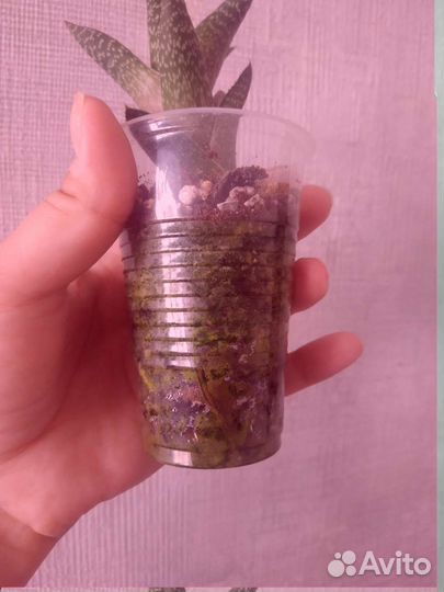 Алое тихи-тахи