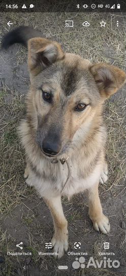 Найдена собака