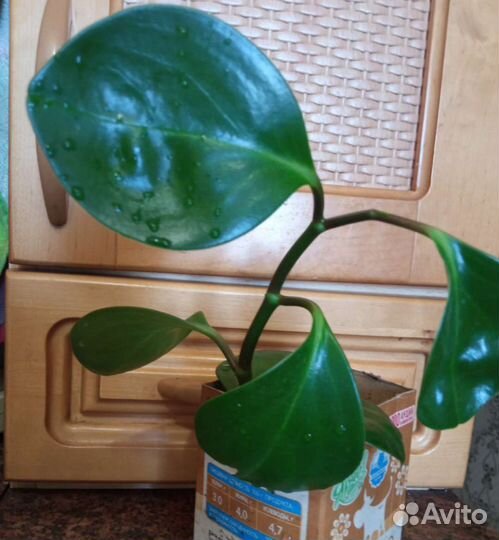 Комнатные цветы