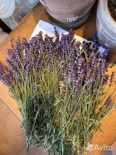 Букет лаванды. уже высушеные