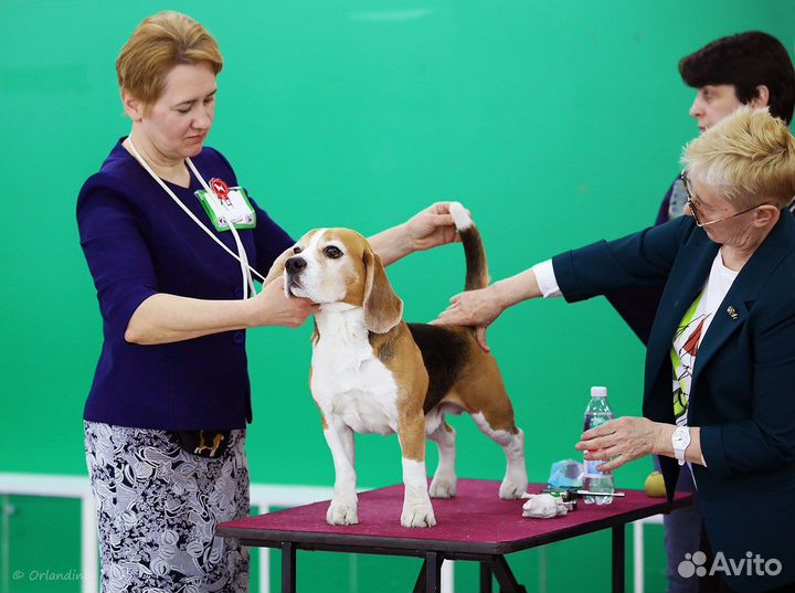 Бигль вязка