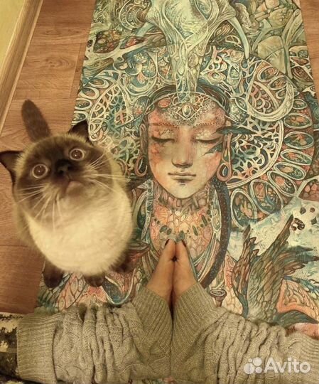 Шотландский кот вязка