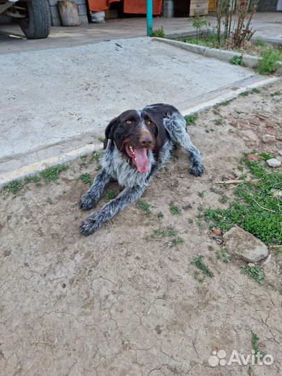 Дратхаар. Вязка