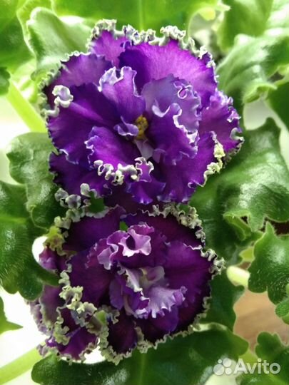 Детки фиалок