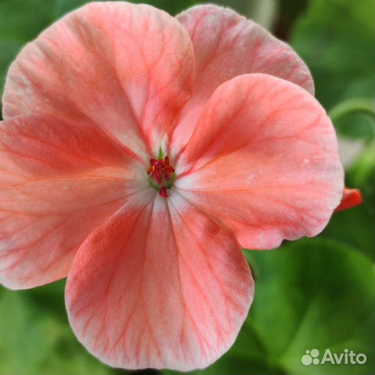 Пеларгония герань