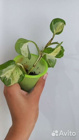 Сциндапсус, эпипремнум марбел apple