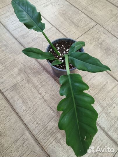 Филодендрон Малай Голд, Кспнаду, Принц Оранж