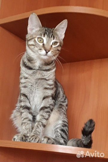 Кошка-невеличка