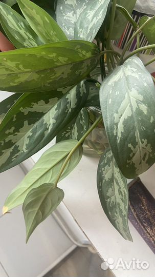 Домашние цветы Аглонема и Амариллис красный