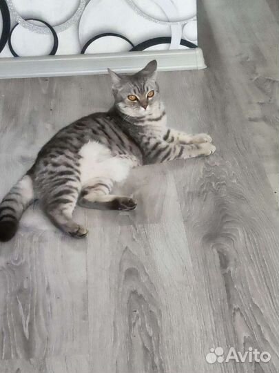 Кошка в дар