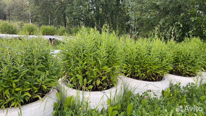 Астра кустовая, фиолетовые цветы