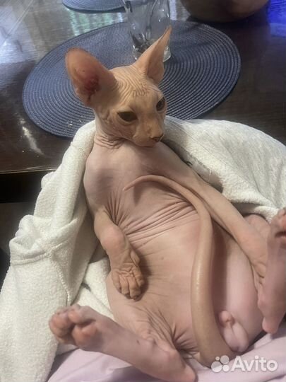 Вязка кот канадский сфинкс