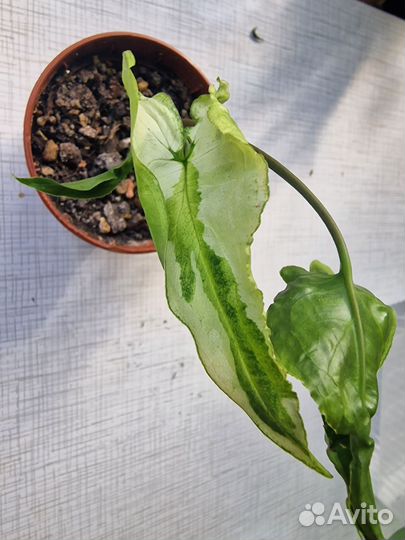 Сингониум 3 короля