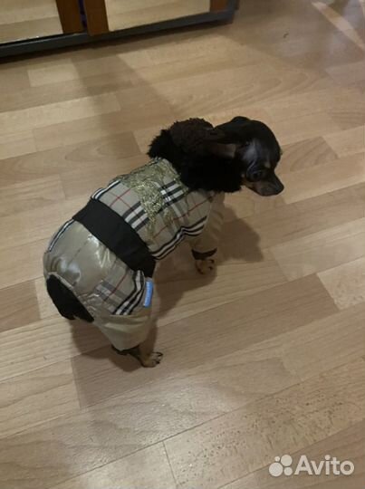 Одежда для собак