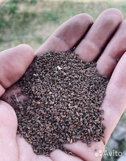 Продам семена фацелии