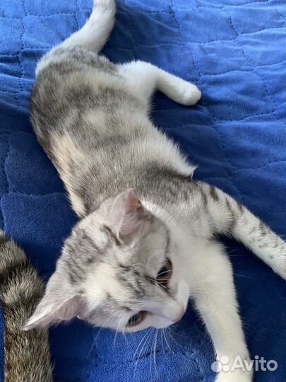 Отдадим кошечку в очень добрые руки