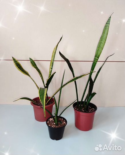 Сансевиерия 2 вида
