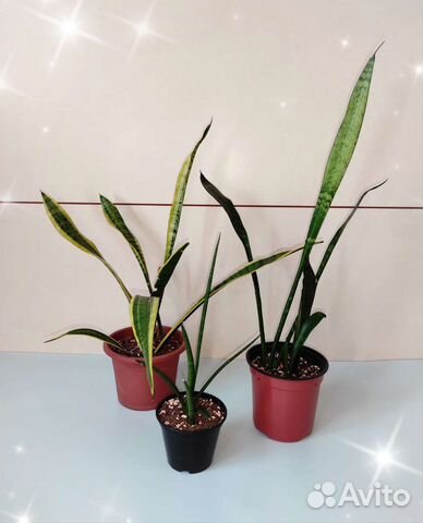 Сансевиерия 2 вида