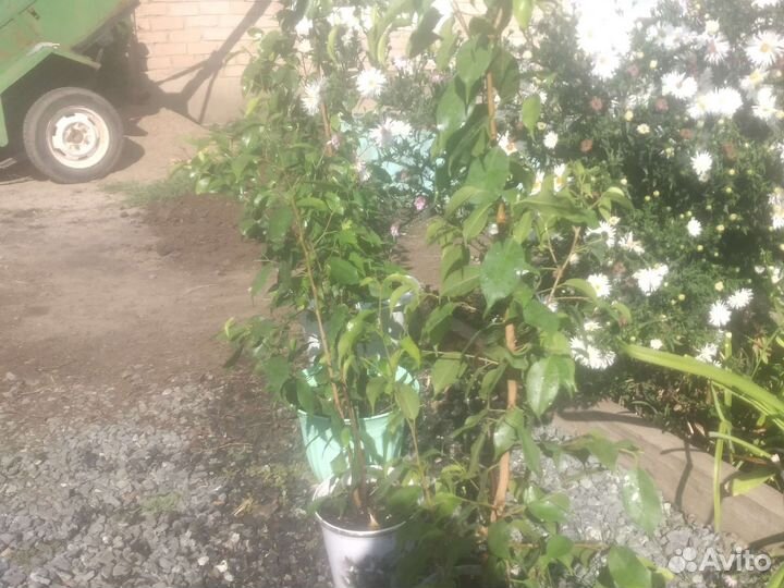 Фикус большой