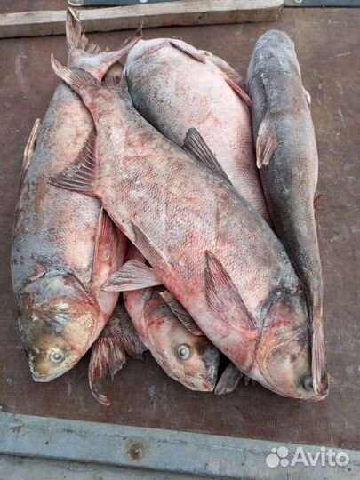Толстолобик охлажденный,мороженный донской опт
