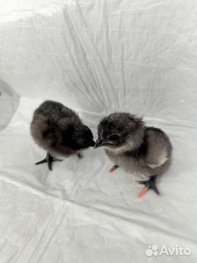 Ухейлюй инкубационное яйцо