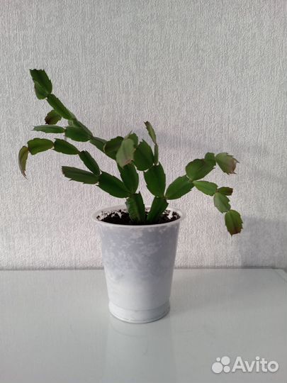 Декабрист шлюмбергера