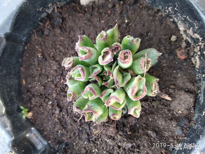 Молодило Одитта (трубчатое) и другие сорта