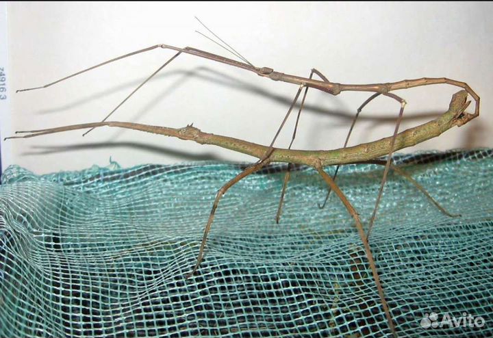 Анамские палочники