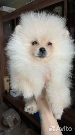 Шикарная девочка