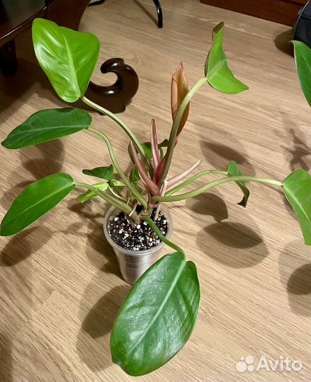 Филодендрон Prince of Orange