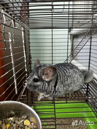 Шиншиллы с клеткой