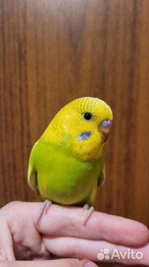 Полностью ручные птенцы волнистого попугая