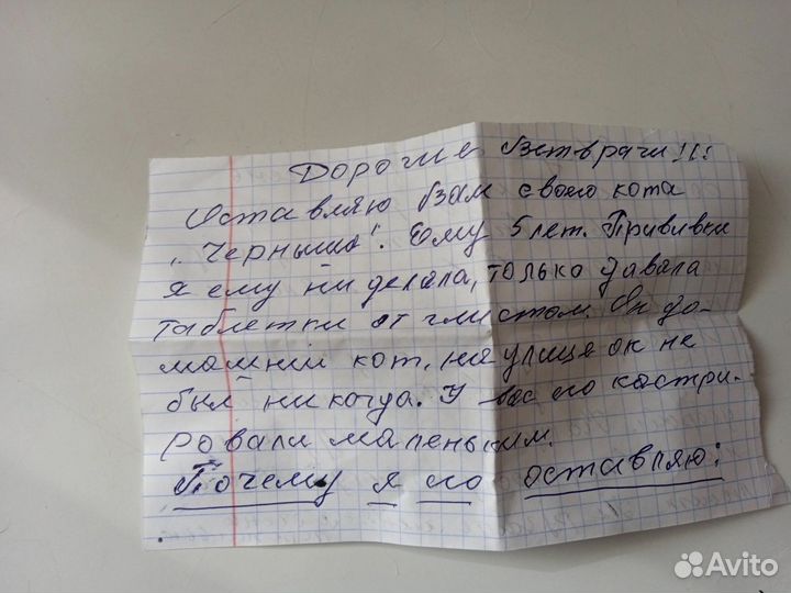 Кот ищет своего человека